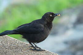 Carib Grackle