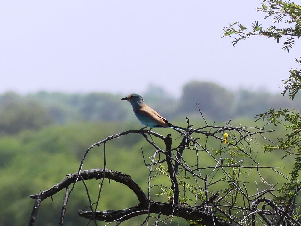 Abyssinian Roller