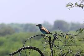 Abyssinian Roller