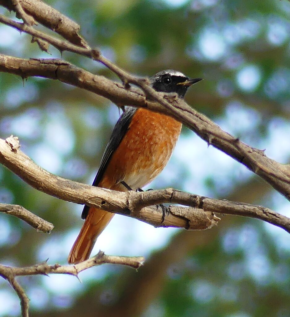 Common Redstart