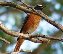 Common Redstart