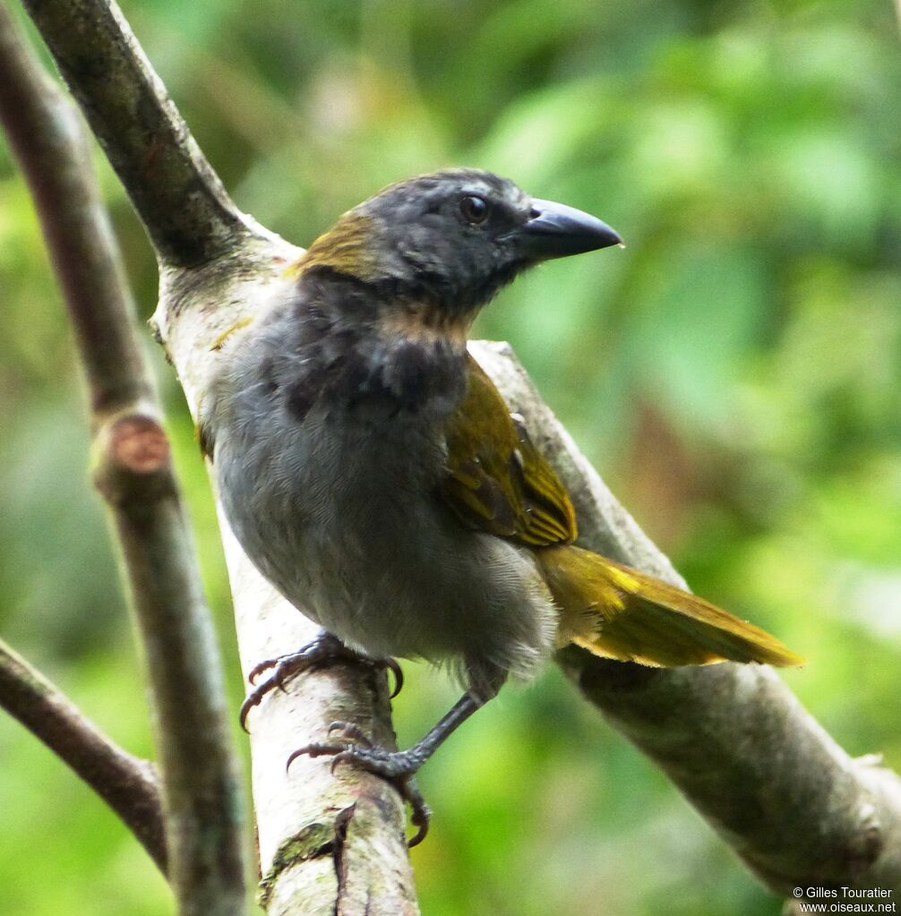 Buff-throated Saltator