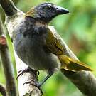 Saltator des grands-bois