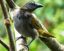 Buff-throated Saltator