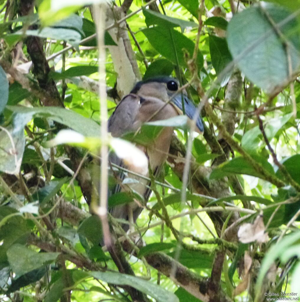 Boat-billed Heron