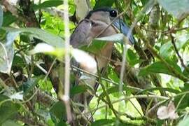 Boat-billed Heron