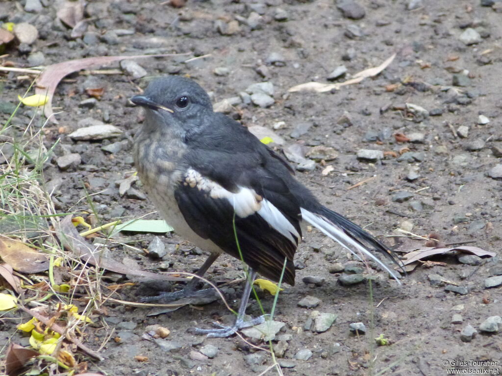 Oriental Magpie-Robin