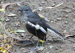 Oriental Magpie-Robin