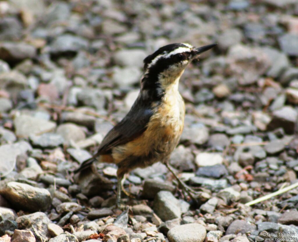 Red-breasted Nuthatch