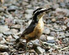 Red-breasted Nuthatch