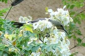 Variable Sunbird