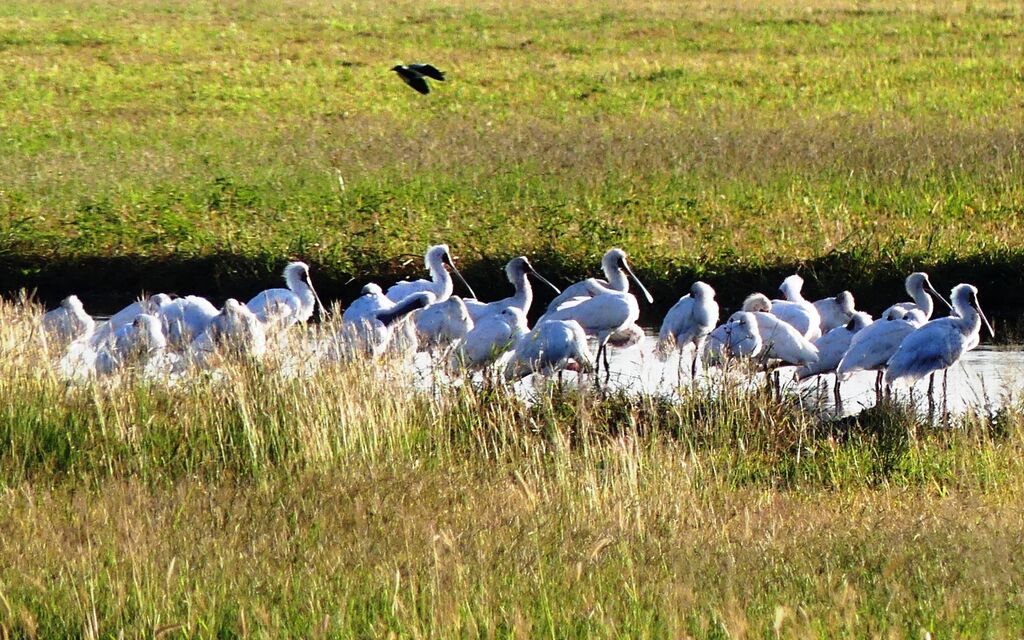 African Spoonbill