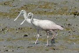 Roseate Spoonbill