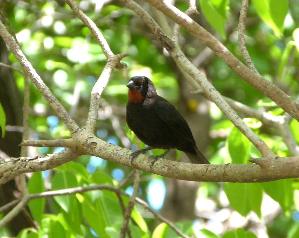 Sporophile rougegorge