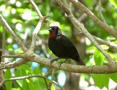 Lesser Antillean Bullfinch