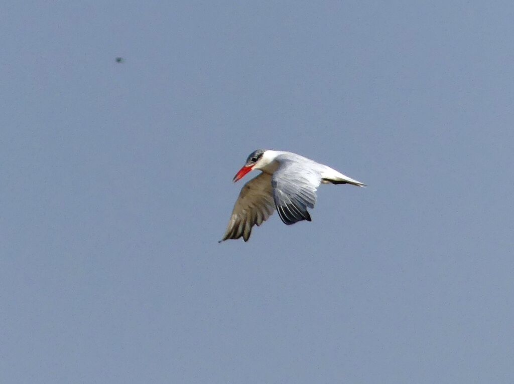 Caspian Tern