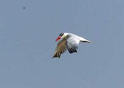 Caspian Tern