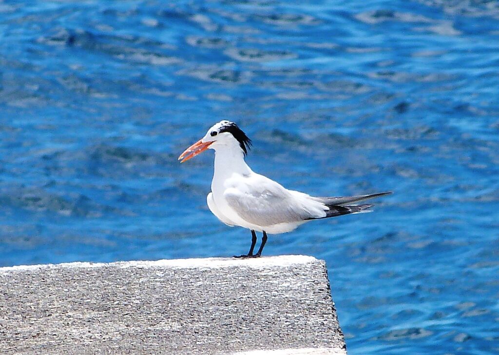 Royal Tern