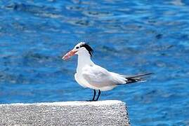 Royal Tern