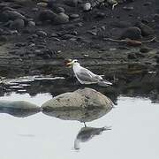 Lesser Crested Tern