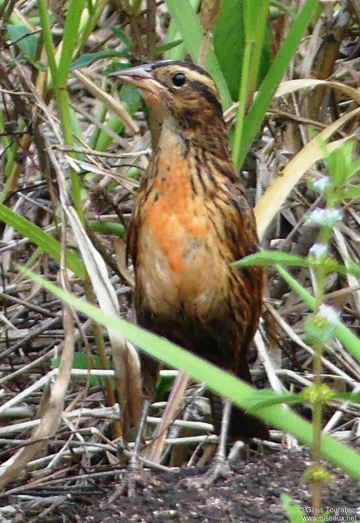 Red-breasted Meadowlark