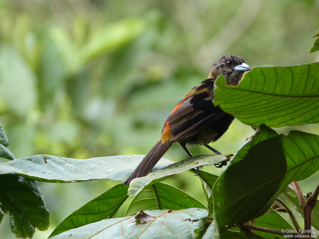 Scarlet-rumped Tanager