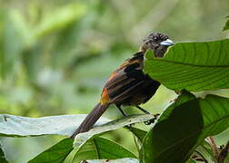 Scarlet-rumped Tanager