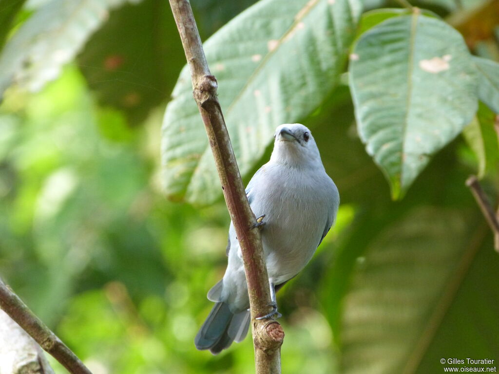 Blue-grey Tanager