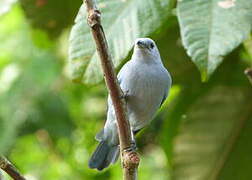 Blue-grey Tanager