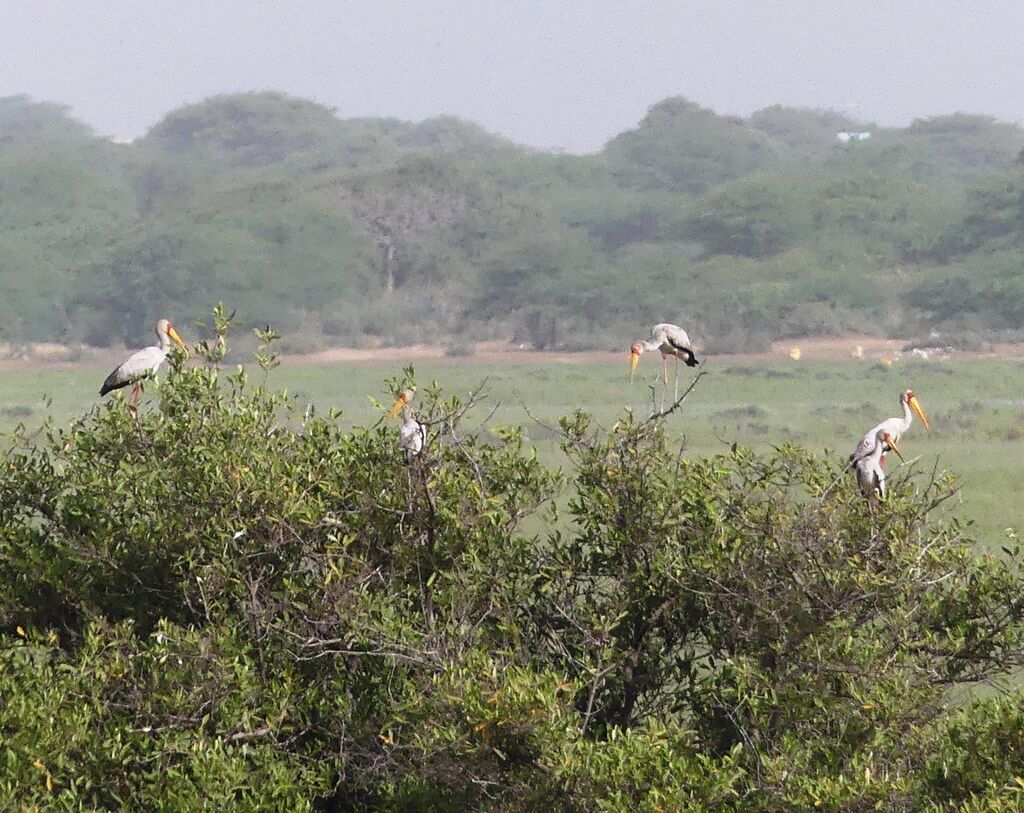 Yellow-billed Stork