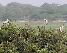 Yellow-billed Stork