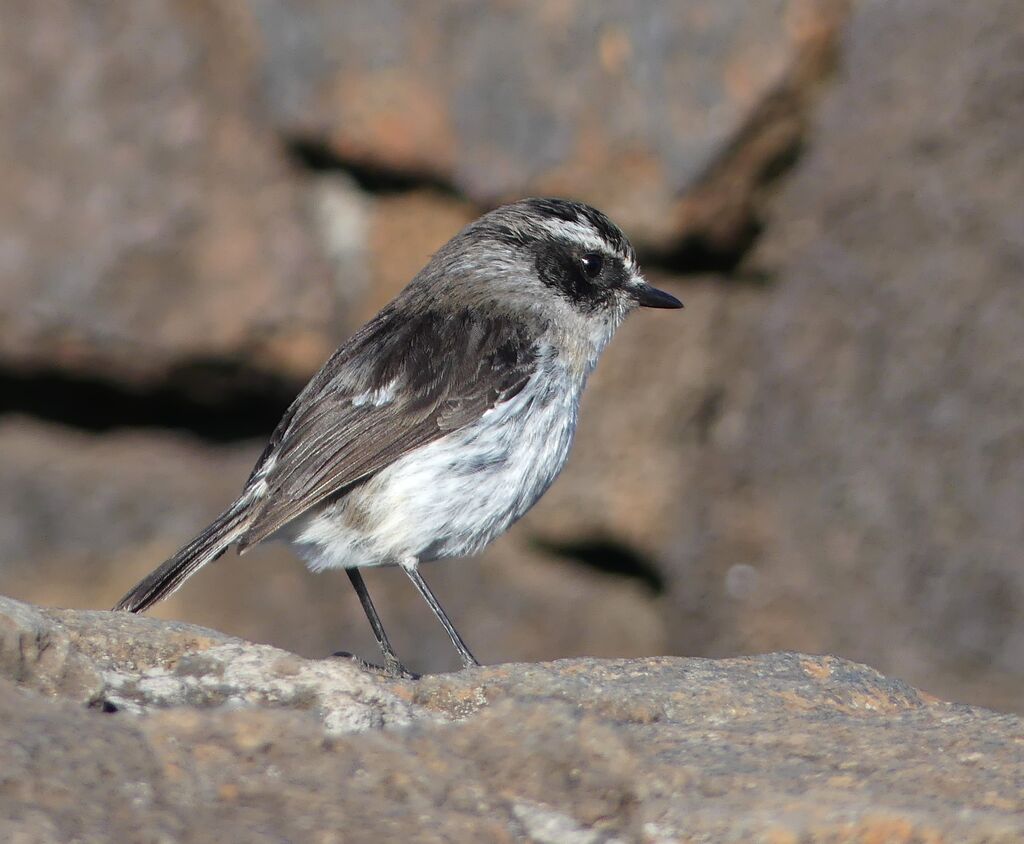 Reunion Stonechat