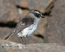 Reunion Stonechat