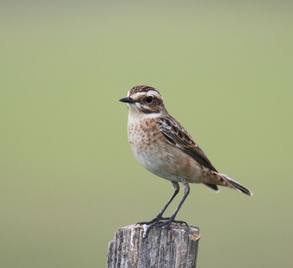 Whinchat