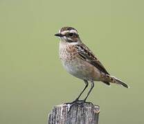 Whinchat