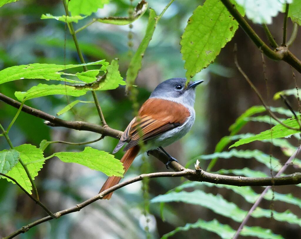 Mascarene Paradise Flycatcher