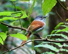 Mascarene Paradise Flycatcher