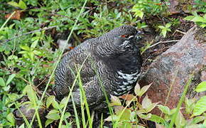 Spruce Grouse