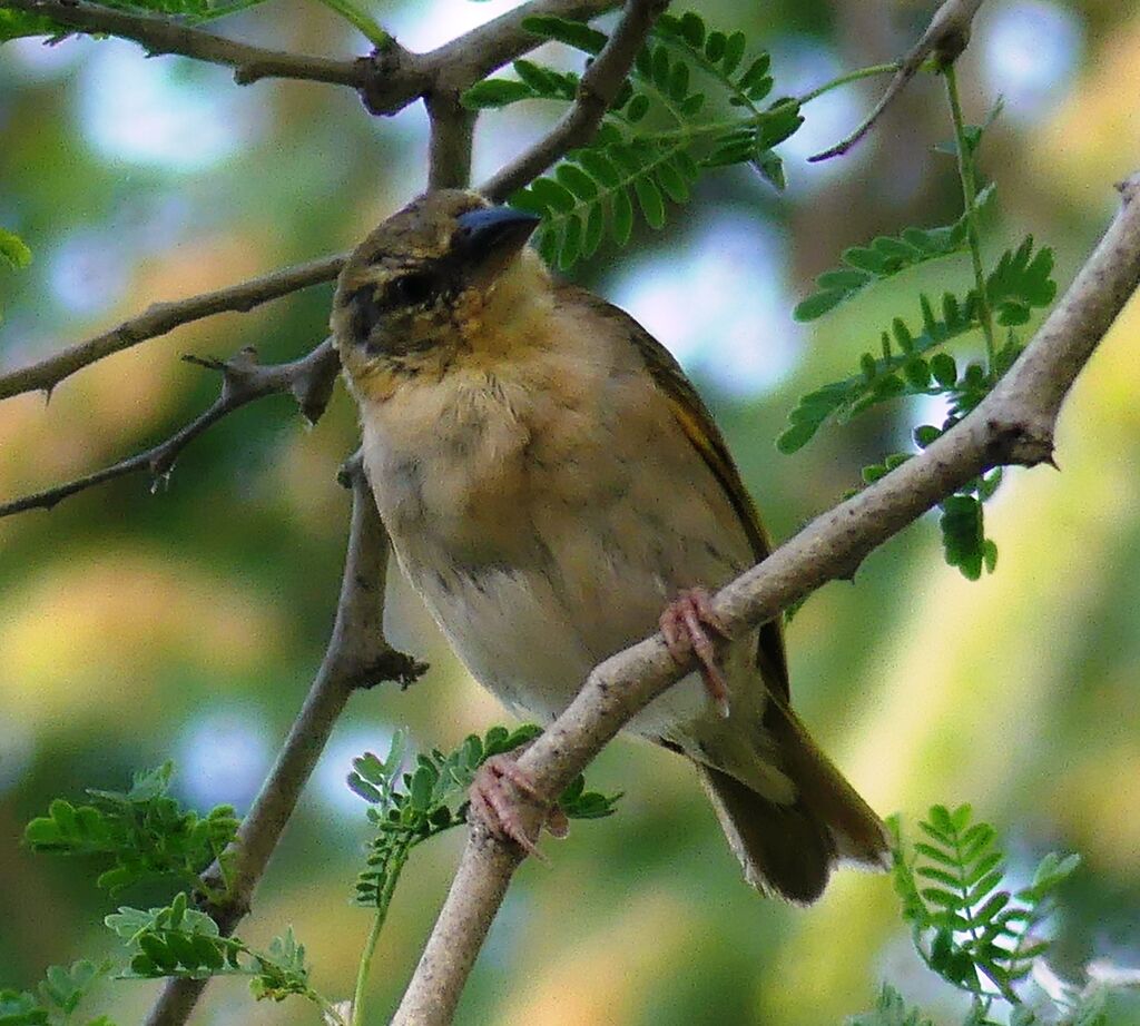 Black-headed Weaver male immature