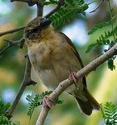 Black-headed Weaver