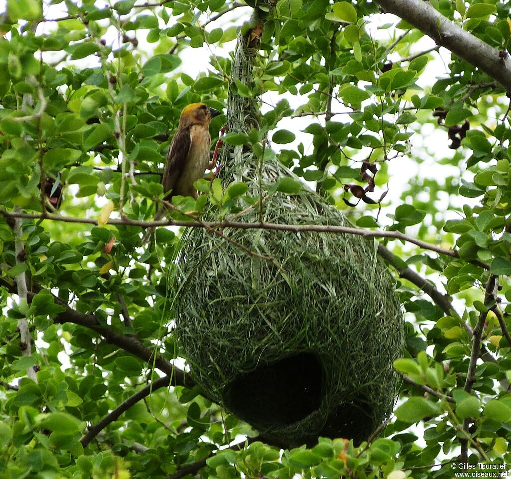 Baya Weaver