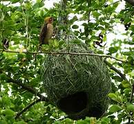 Baya Weaver