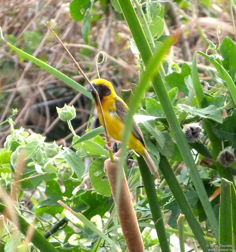 Asian Golden Weaver