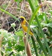 Asian Golden Weaver