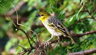 Village Weaver