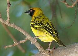 Village Weaver