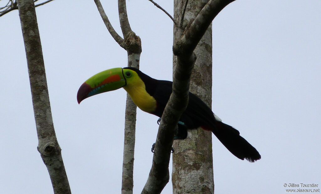 Toucan à carène