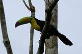 Toucan à carène