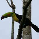 Toucan à carène