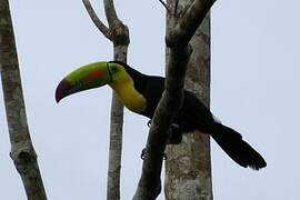 Keel-billed Toucan